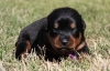 Rottweiler-puppies-for-adoption