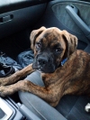 Boxer-puppy