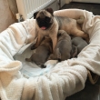 Adorable-Pug-Puppies-For-Sale